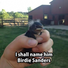 Birdie sanders