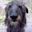 4b06abc657e4ac7021413d7fe32bb613  scottish deerhound irish wolfhounds